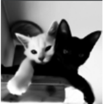 clothing off cats!