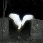 sickbird