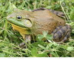 Frog hq.