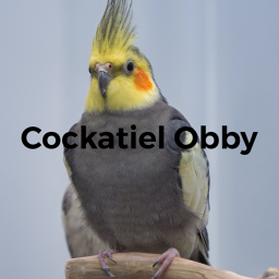 [60 STAGES!] The Cockatiel Obby 🐤🐦