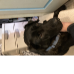The dog puppy man