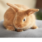 chubby bunny :>