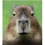 Cappy, game studio