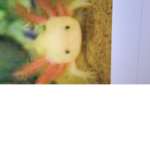 the axolotl people