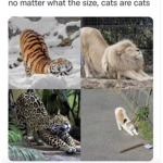 Cats are Wonders