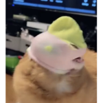 Gekkioo's fan group!