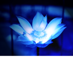 Florescere