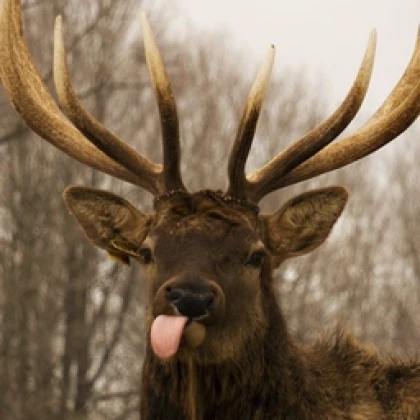 BIG MOOSE SQUAD Roblox group icon