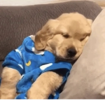 doge are so much cool haha