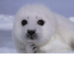 Seal hangout