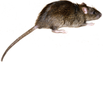 Fat Disgusting Rats