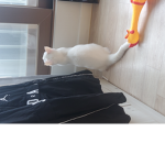 로블록스유튜버팬그룹