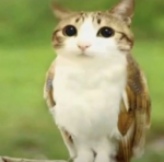 Avalon Meowl division