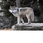 I Love Wolf's :)