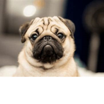 Fans of Cute Pugs