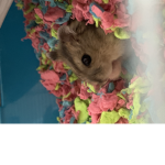 Hamster munchkin