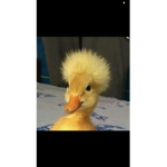 Dylaniscall