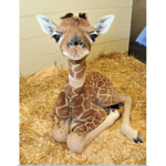 #Giraffe squadz