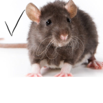 Friend Club. RATS AND HUMANS ONLY