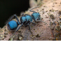 A ant's world