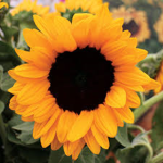 bernice_playzss Sunflower SQUAD