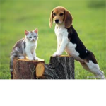 The Cat and Dog Protection Group