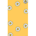 My sun flowers