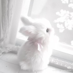 /dollure