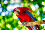 Parrot squad :3