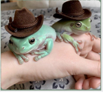 Frooggy Fan Club