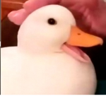 Big Duck Duck Duck Duck Duck Duck Duck Duck Duck