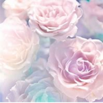 •Rose Squad•