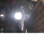 Geckos United!!