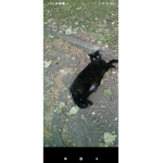 Liebe katzen