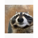 THE RACOON GROUP!
