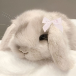 s~Bunny~s