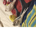 Join if u like birbs and clothes