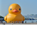 Teh The Duck Fans!