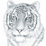 Mcq Kitty Fans