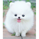 DogNation