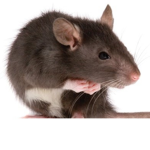 Rat World and cheese land