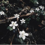 「 » Bʀᴇᴇᴢᴇʏ « 」