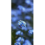Donation group no cap bro fr