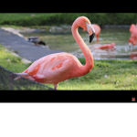Flamingo is the best ever