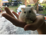 Have some hamsters as pets.