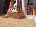 Animal fan group!!!!!!!!!!!!!!!!!!