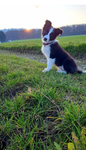 Doggo peeps ! …IN A CARGO