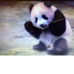 #Panda Paradise!