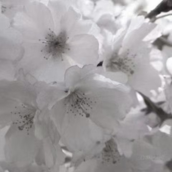 ♡