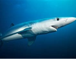 shark111
